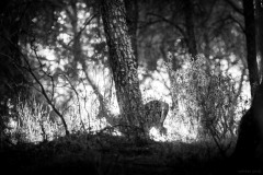 5N5A0781-©-SylverePetit-EspagneDecembre2017