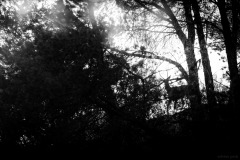 5N5A0810-©-SylverePetit