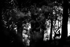 5N5A1046-©-SylverePetit