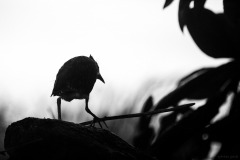 5N5A1144-©-SylverePetit