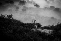 5N5A1526-©-SylverePetit