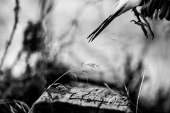 5N5A1657-©-SylverePetit