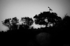 5N5A1676-©-SylverePetit