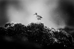 5N5A1805-©-SylverePetit
