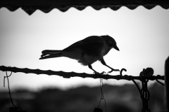5N5A2283-©-SylverePetit