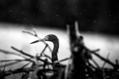 5N5A5283-©-SylverePetit