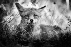 5N5A5882-©-SylverePetit