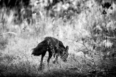 5N5A5928-©-SylverePetit