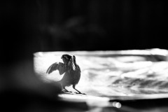 5N5A7815-©-SylverePetit