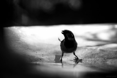 5N5A7893-©-SylverePetit