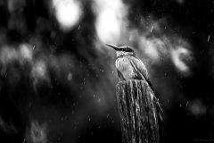 5N5A9257-©-SylverePetit-scaled
