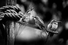 5N5A9341-©-SylverePetit-scaled