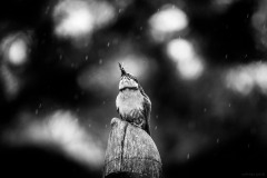 5N5A9430-©-SylverePetit