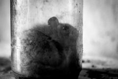 IMG_1141-©-SylverePetit-scaled