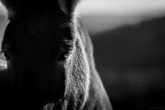 IMG_8355-©-SylverePetit