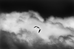 MG_0770-©-SylverePetit-GuadeloupeMars2014