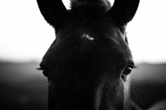MG_3046-©-SylverePetit-ItalieMai2016