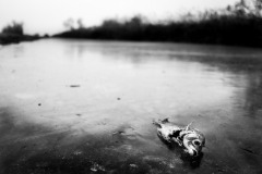 MG_5300-©-SylverePetit-FranceFevrier2012